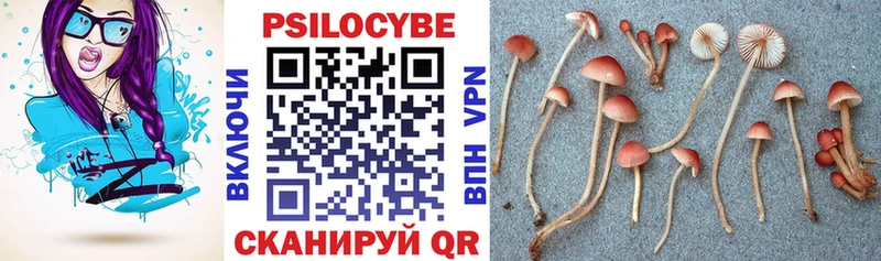 Галлюциногенные грибы Psilocybe  Шатура 